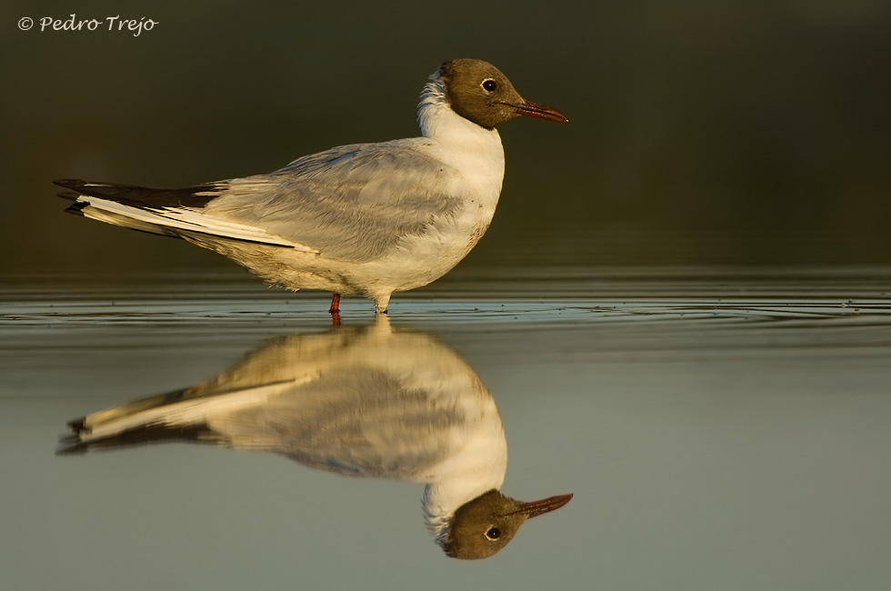 Gaviota reidora ( Larus ridibundus )